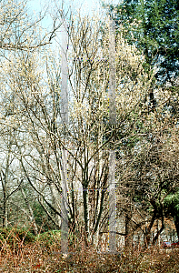 Picture of Salix discolor 