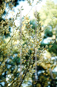 Picture of Salix discolor 