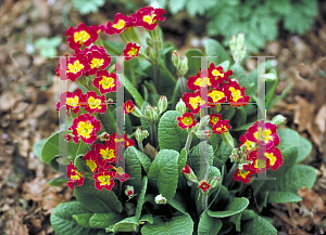 Picture of Primula vulgaris 