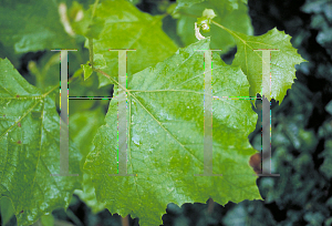 Picture of Platanus occidentalis 