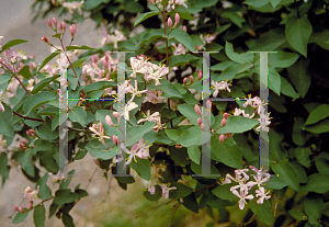 Picture of Lonicera tatarica 