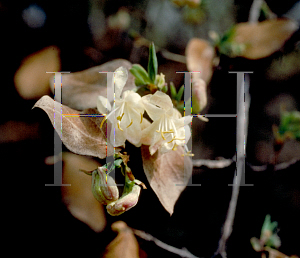 Picture of Lonicera fragrantissima 