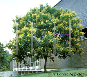 Picture of Koelreuteria paniculata 