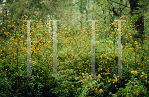 Picture of Kerria japonica 