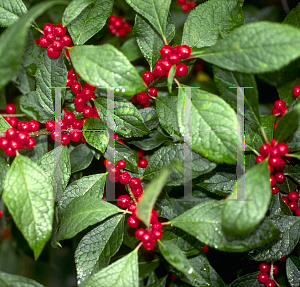 Picture of Ilex verticillata 'Jolly Red'