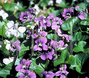 Picture of Viola pedata 