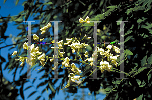 Picture of Sophora japonica 