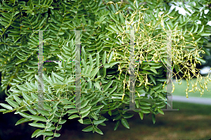 Picture of Sophora japonica 