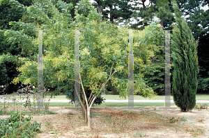 Picture of Sophora japonica 