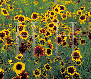 Picture of Coreopsis tinctoria 