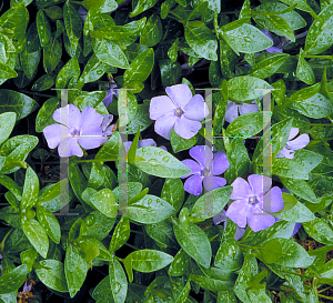 Picture of Vinca minor 