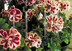 Picture of Pelargonium x domesticum 'Aztec'