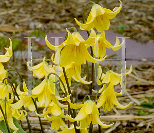 Picture of Erythronium tuolumnense 