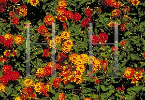 Picture of Lantana camara 'Radiance'