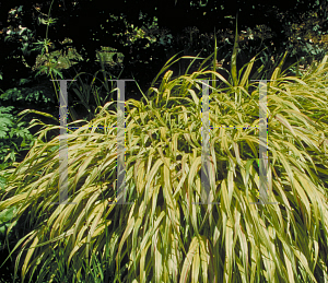 Picture of Hakonechloa macra 'Aureola'