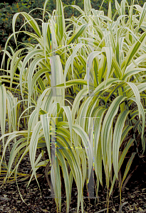 Picture of Arundo donax 'Variegata'