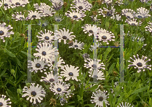 Picture of Osteospermum fruticosum 