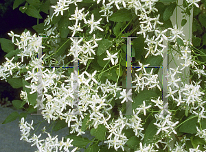 Picture of Clematis terniflora 