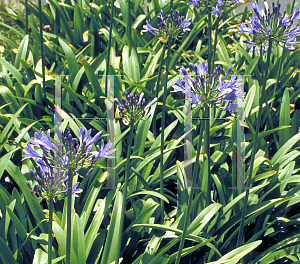 Picture of Agapanthus praecox ssp. orientalis 'Huntington Blue'