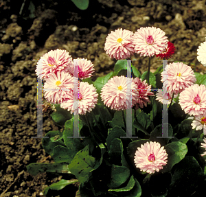 Picture of Bellis perennis 