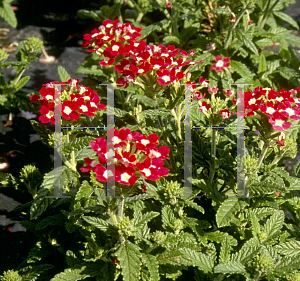 Picture of Verbena  'Novalis'