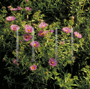 Picture of Symphyotrichum novae-angliae 'Treasurer'