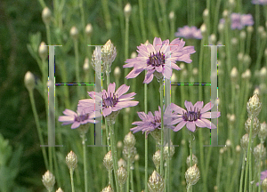 Picture of Catananche caerulea 