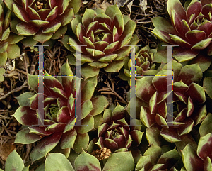 Picture of Sempervivum pomelii 