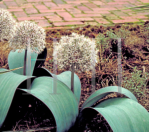 Picture of Allium karataviense 