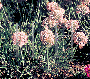 Picture of Allium senescens var. glaucum 