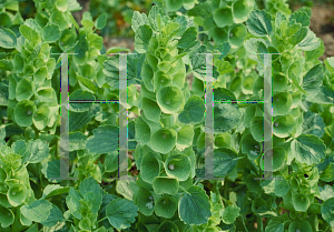 Picture of Moluccella laevis 