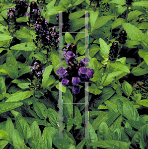 Picture of Prunella vulgaris 