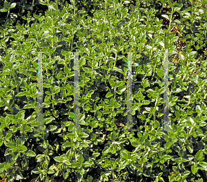 Picture of Teucrium chamaedrys 