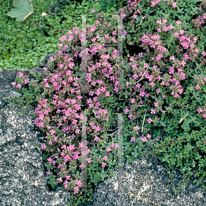 Picture of Thymus serpyllum 