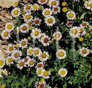 Picture of Erigeron glaucus 'Cape Sebastian'