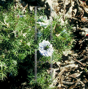 Picture of Nigella damascena 