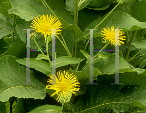 Picture of Inula magnifica 