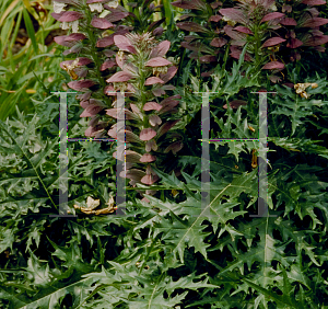 Picture of Acanthus spinosus 