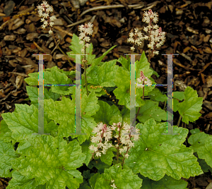 Picture of Tiarella wherryi 