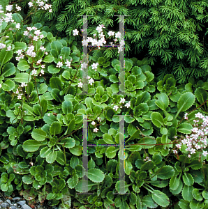 Picture of Saxifraga x urbium 'London Pride'