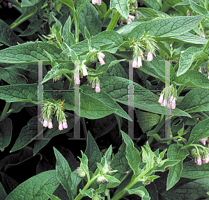 Picture of Symphytum officinale 