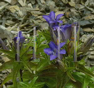 Picture of Gentiana septemfida var. lagodechiana 