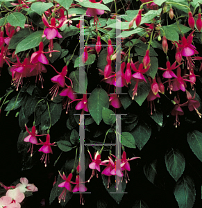 Picture of Fuchsia x 'Black Prince'