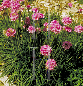 Picture of Armeria maritima 