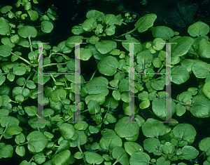 Picture of Nasturtium officinale 