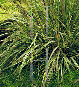 Picture of Molinia caerulea 'Variegata'