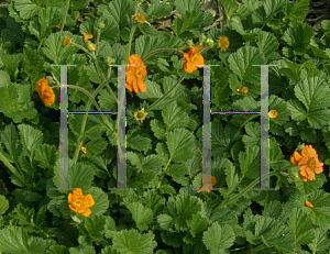 Picture of Geum reptans 