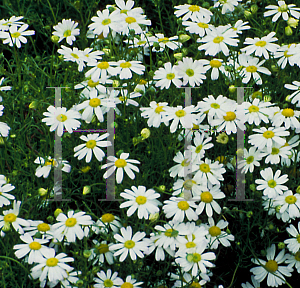 Picture of Brachycome iberidifolia 'White Splendor'