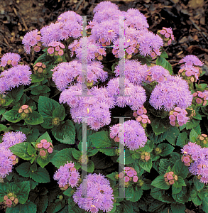 Picture of Ageratum houstonianum 'Blue Danube'