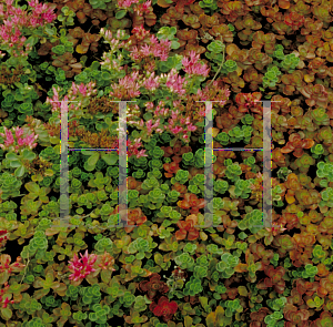 Picture of Sedum spurium 'Schorbuser Blut(Dragon's Blood)'